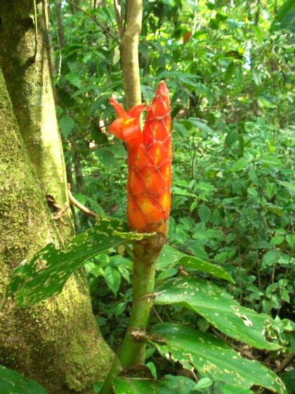corcovado costa rica, lost in a jungle