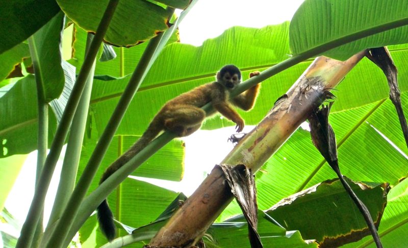 corcovado costa rica, lost in a jungle