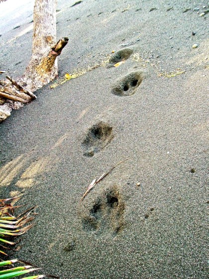 corcovado costa rica, lost in a jungle