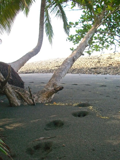 corcovado costa rica, lost in a jungle