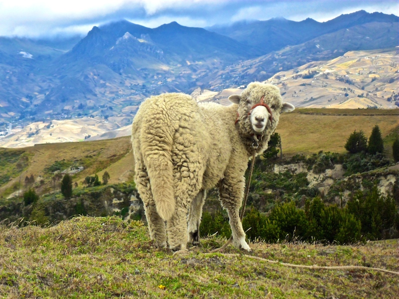 things to do in Ecuador