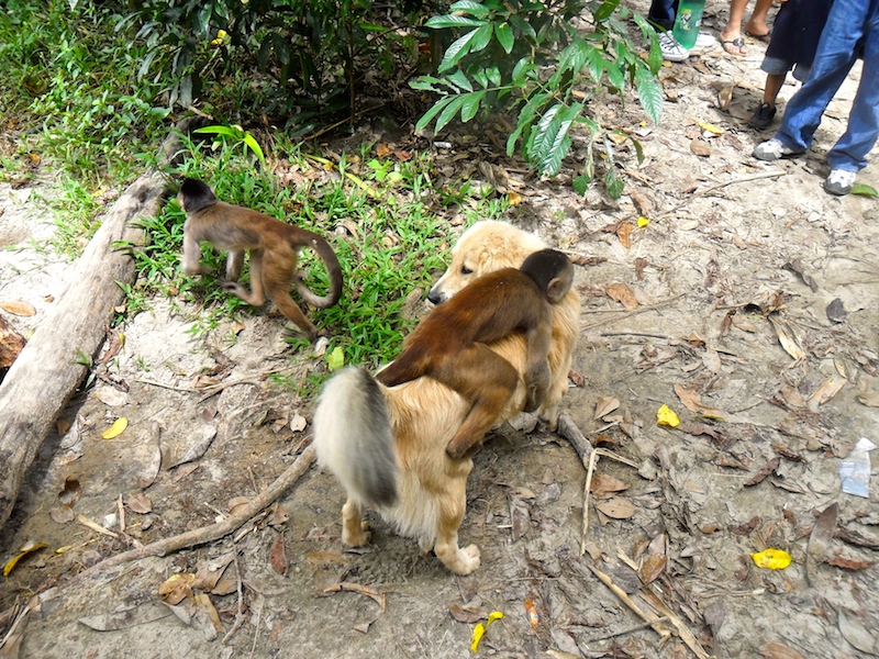 Misahualli, things to do in Ecuador