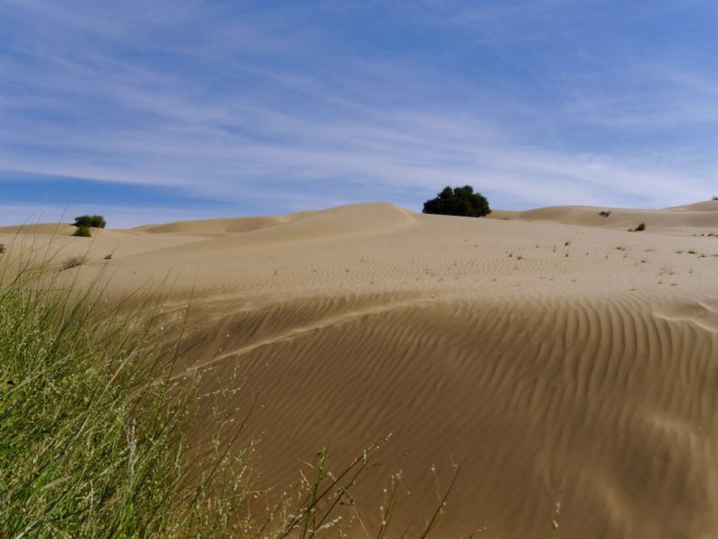 camel safari in jaisalmer