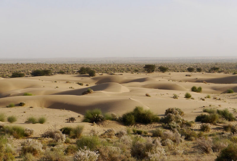 thar desert, camel safari in jaisalmer